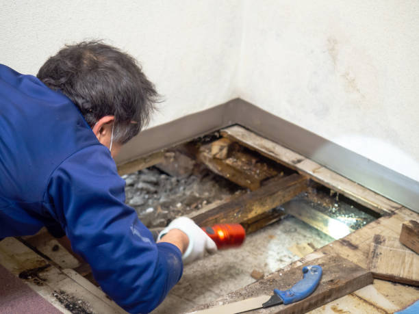 Best Residential Mold Removal  in Grandview, IL