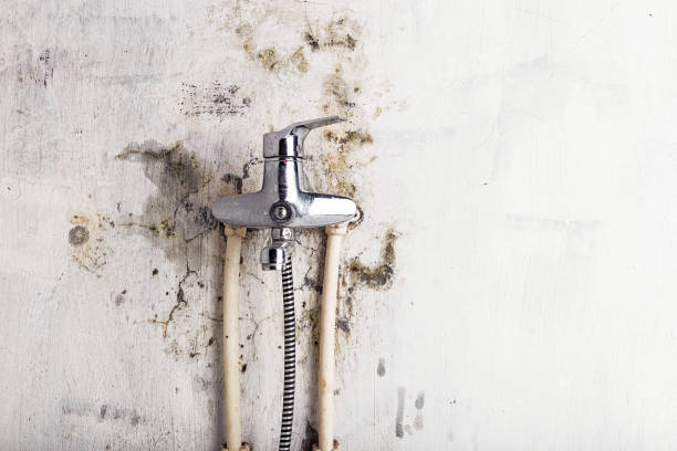 Best Mold Remediation  in Grandview, IL