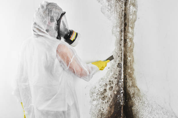 Best Toxic Mold Removal  in Grandview, IL