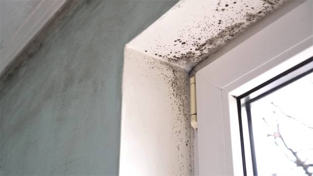 Best Emergency Mold Removal  in Grandview, IL