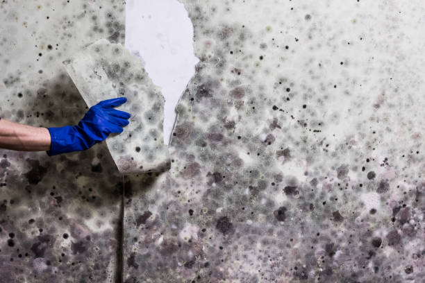 Reliable Grandview, IL Mold Removal Solutions