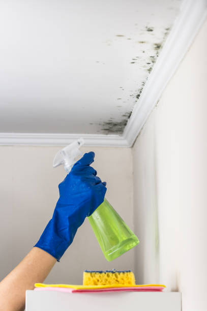 Best Best Mold Removal Companies  in Grandview, IL